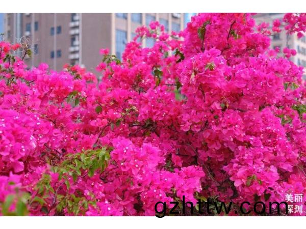 深(shen)圳(zhen)的旾(chun)天(tian)什麼顔色(se)？